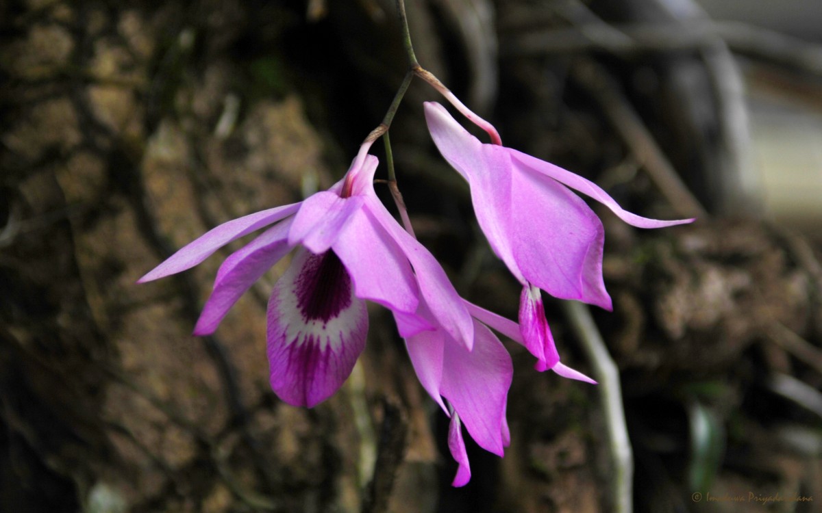 Dendrobium maccarthiae Thwaites